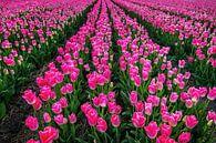 Pretty in pink by Klaas Fidom thumbnail
