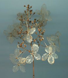 Indian summer whispers - Hortsensia by Willemijn van Poppel