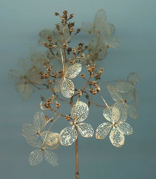 Murmures de l'été indien - Hortsensia