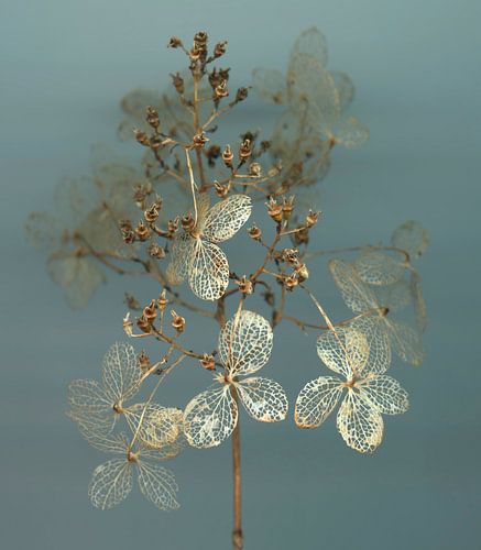 Sommergeflüster - Hortsensia