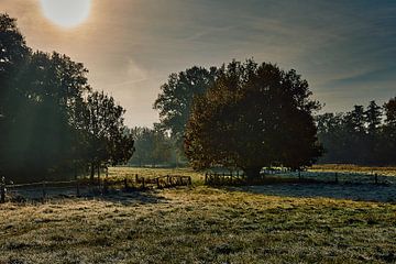Dageraad in de wei - Een spel van licht en schaduw