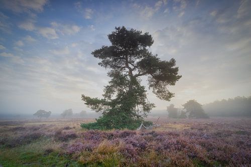 Bloeiende heide tijdens een mistige zonsopkomst