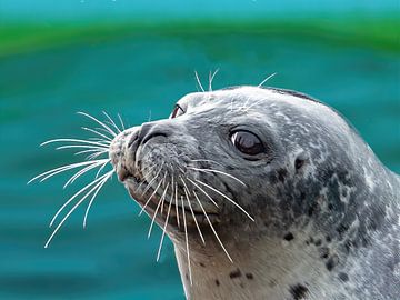 Seal by Jan Enthoven Fotografie