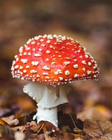 Herfst Paddenstoel