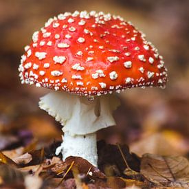 Autumn Mushroom sur Ian Segers