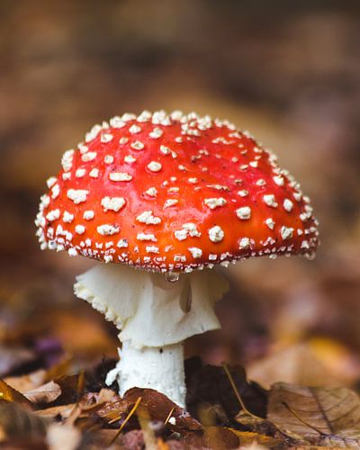 Herfst Paddenstoel
