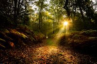 Sunrays