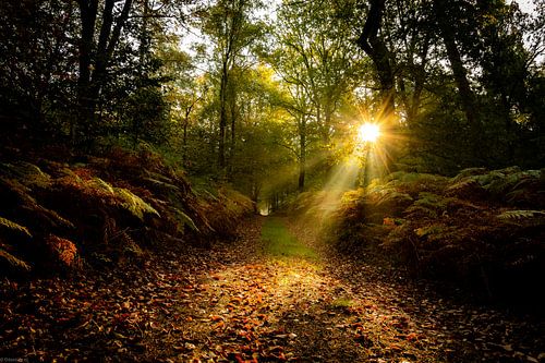 Sunrays