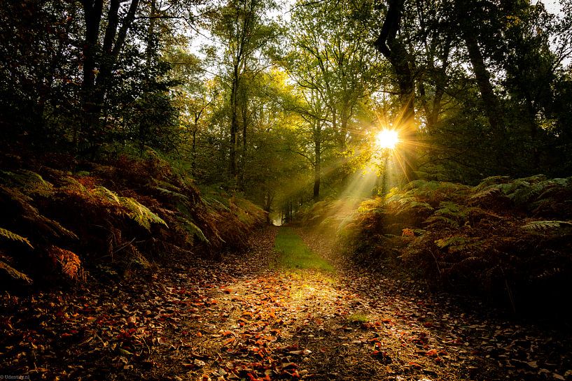 Sunrays by Arjen Uijttenboogaart