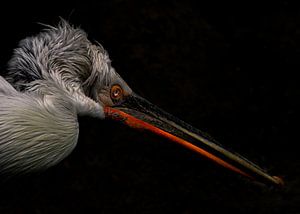 Pelecanus crispus