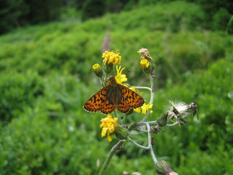 Een vlinder op een edelweijs bloem par Veluws