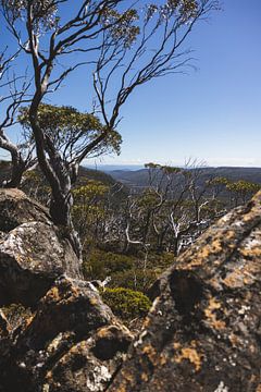 Mount Field : joyau de la nature sauvage de Tasmanie sur Ken Tempelers