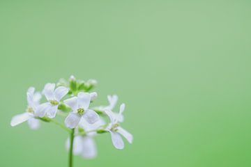 Witte bloemetjes van Milou Hinssen
