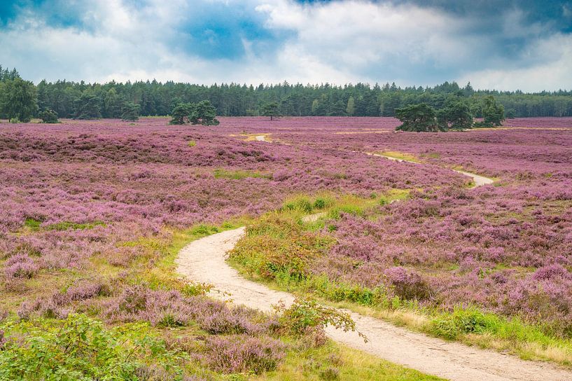 Path winding through puple heath blooming in a heathland landscape dur by Sjoerd van der Wal Photography