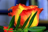 Red-yellow rose