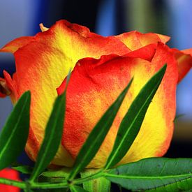 Rot-gelbe Rose von Jolanda Kars