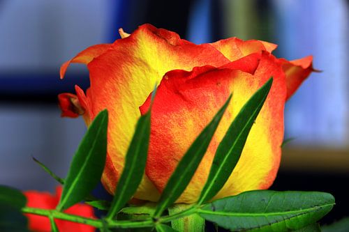Red-yellow rose