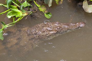 Krokodil in de Zwarte Rivier (Jamaica) van t.ART