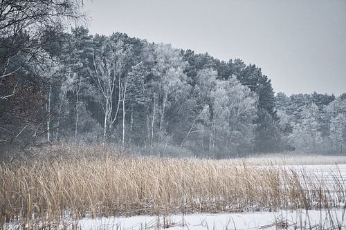 Winter lake with reeds and frost-covered forest in the background.
