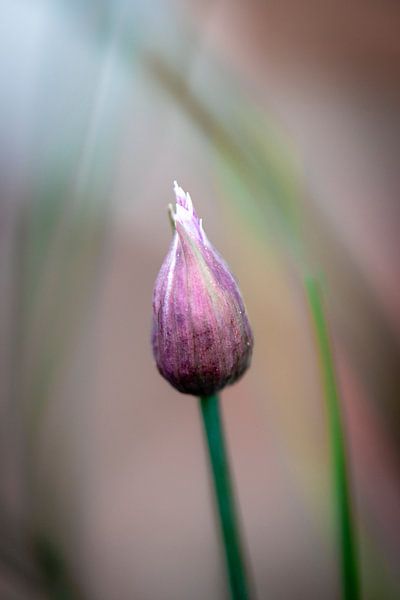 Ciboulette Bourgeon en violet par Julia Strube - graphics
