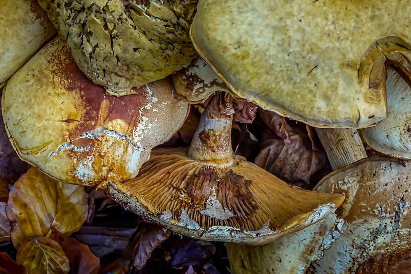Champignons par Hennie Zeij