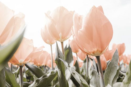 Zachtroze tulpen