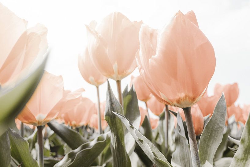 Soft pink tulips by Melissa Peltenburg