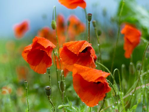 Coquelicots apres d'une pluie d'été