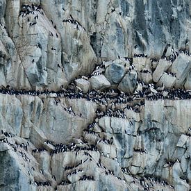 Thick-billed murre never alone van Senne Koetsier