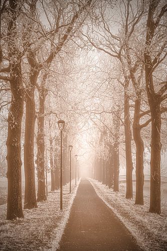 Nostalgic lane with snowy trees