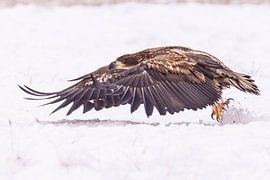 Pygargue à queue blanche (Haliaeetus albicilla), oiseau de proie.