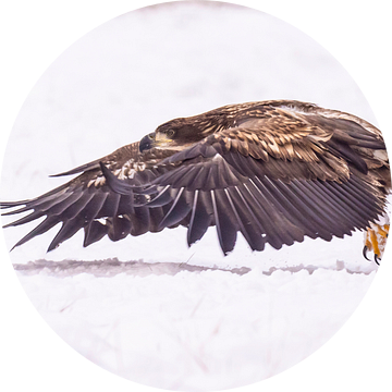Zeearend (Haliaeetus albicilla), roofvogel. van Gert Hilbink