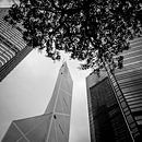 Skyline met boom, Hong Kong, China van Bertil van Beek thumbnail
