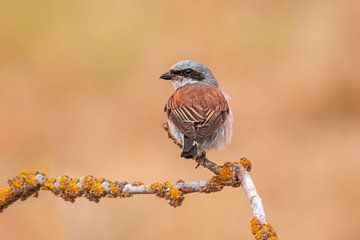 a male red-backed shrike bird (Lanius collurio) sitting on a branch, portrait, wildlife, europe, by Mario Plechaty Photography