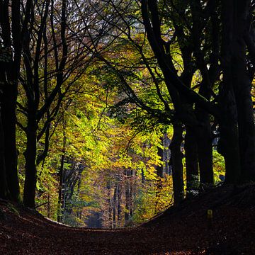 autumn forest by Marieke Funke