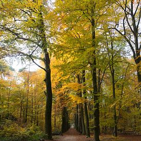 Autumn forest by John de Ruiter