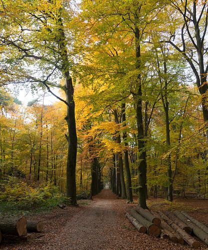 Herbstlicher Wald