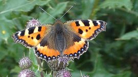 Kleine Vos by Gijs  Tjeerdsma