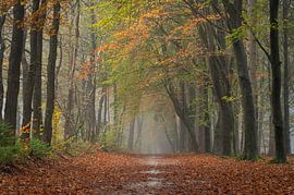 Herbst im Wald von Mensinge von René de Vries