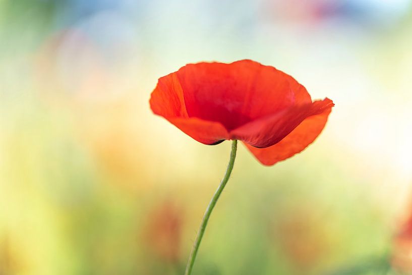 Mohn in voller Blüte von Jeannette Kliebisch