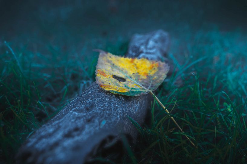 Winter is Coming by Simon Lubega