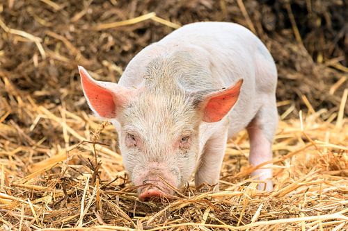 Boze big by Dennis van de Water