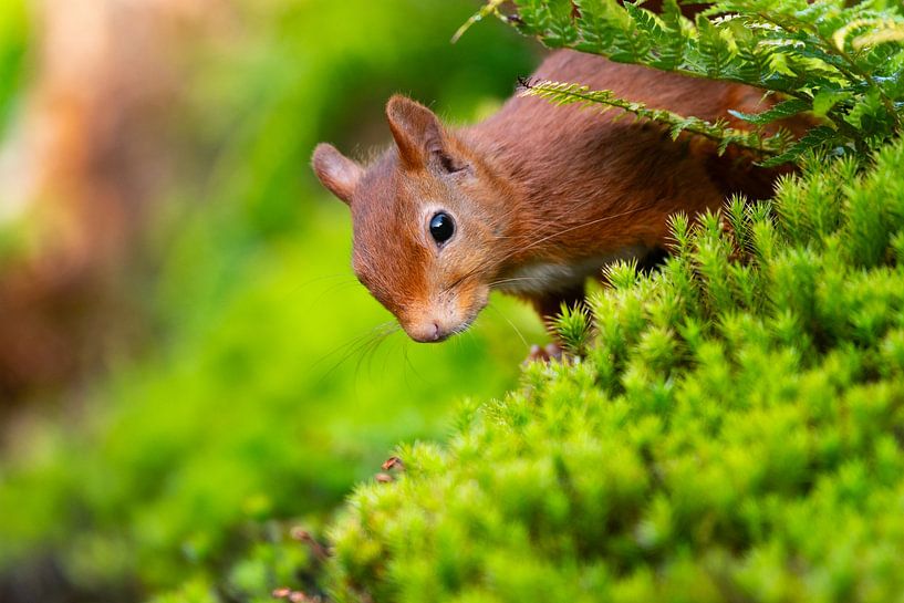 Neugieriges Eichhörnchen von Alexander Tromp