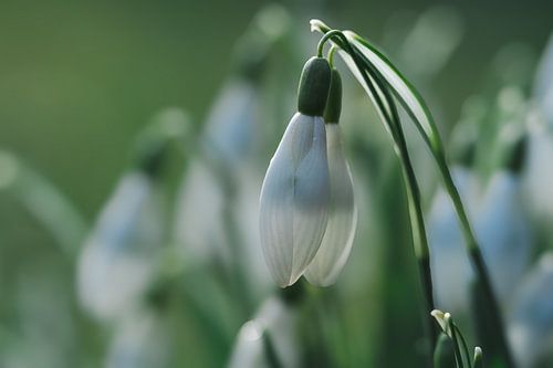 Snowdrops