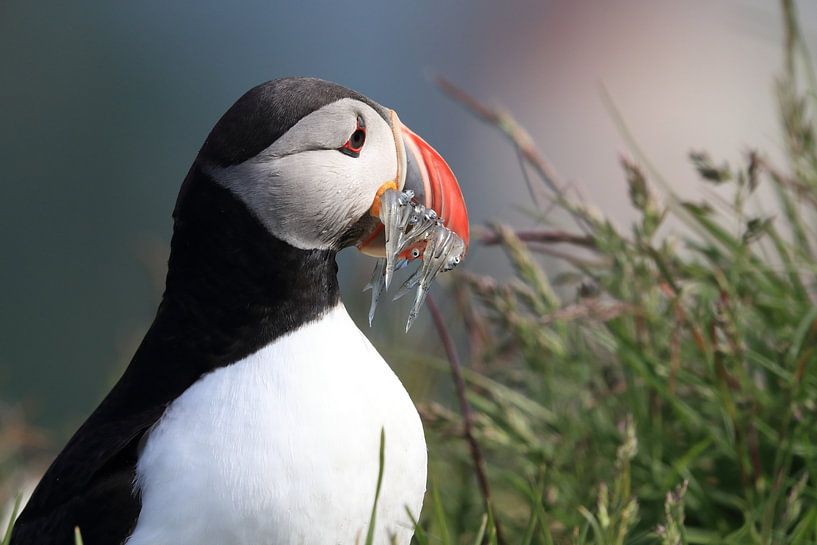 Puffins with sandeels Iceland by Frank Fichtmüller