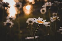 Margriet in the Evening Light