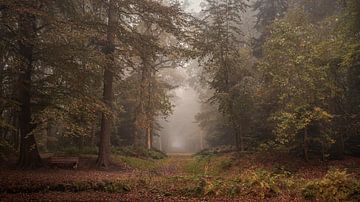 Atmosphere in the Sochter forest by Marga Vroom