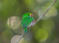 Een Cubaanse todie tegen een fraaie bokeh achtergrond