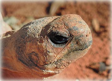 Strahlenschildkröte von Katharina Wieland Müller