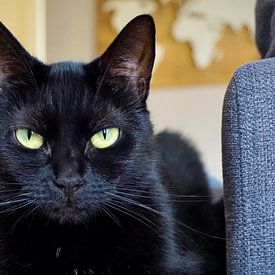 Aafke's Art Profilfoto